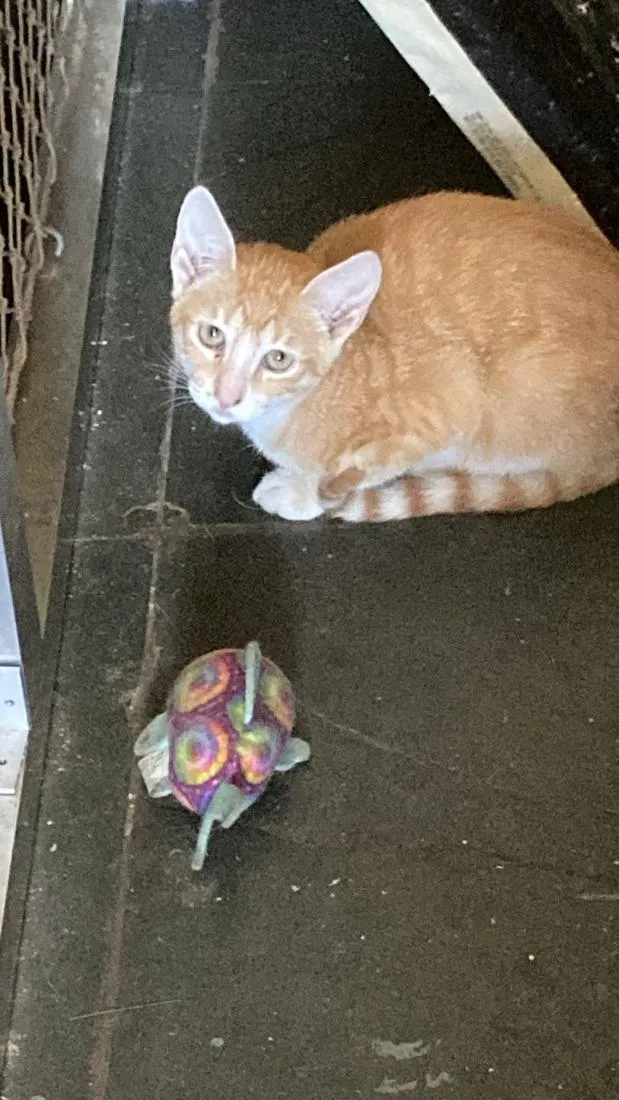 Gato raça SRD-ViraLata idade 2 a 6 meses nome Claire