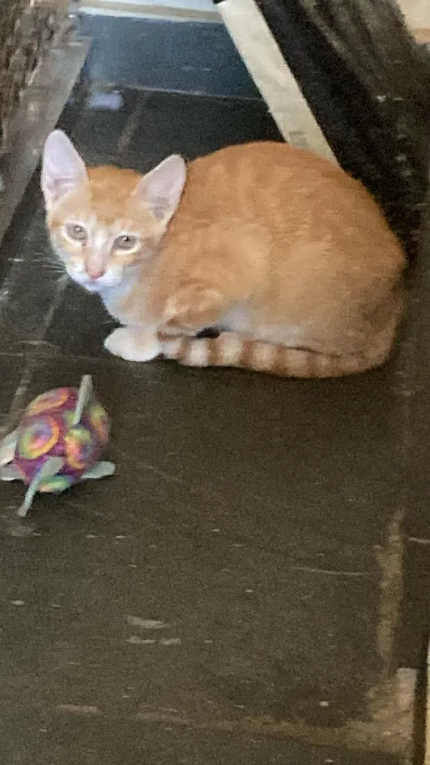Gato raça SRD-ViraLata idade 2 a 6 meses nome Claire