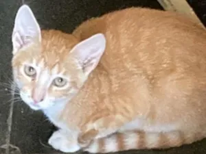 Gato raça SRD-ViraLata idade 2 a 6 meses nome Claire