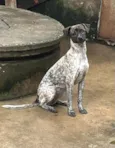 Pintadinha