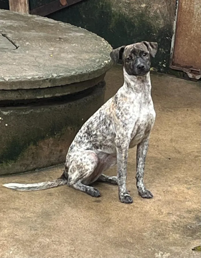 Cachorro raça SRD-ViraLata idade 2 a 6 meses nome Pintadinha