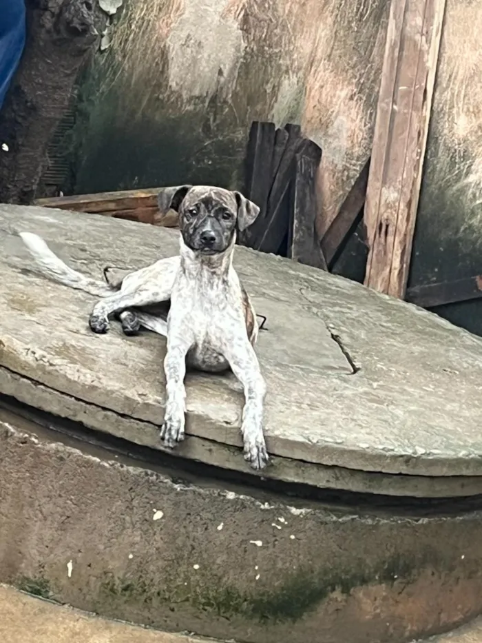Cachorro raça SRD-ViraLata idade 2 a 6 meses nome Pintadinha