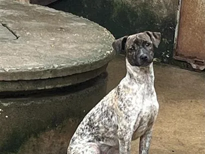 Cachorro raça SRD-ViraLata idade 2 a 6 meses nome Pintadinha