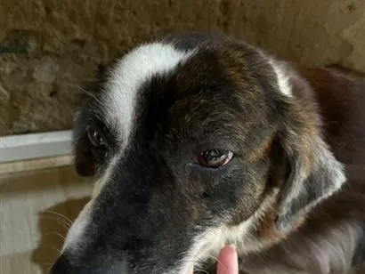 Cachorro raça SRD-ViraLata idade 5 anos nome Princesa 