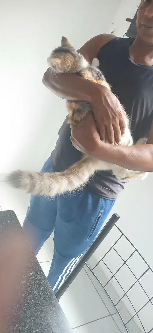 Gato raça SRD-ViraLata idade 2 a 6 meses nome Mel