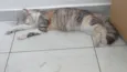 Mel
