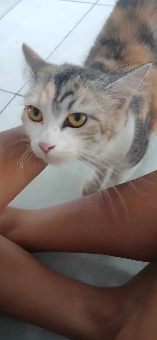 Gato raça SRD-ViraLata idade 2 a 6 meses nome Mel