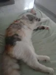 Mel