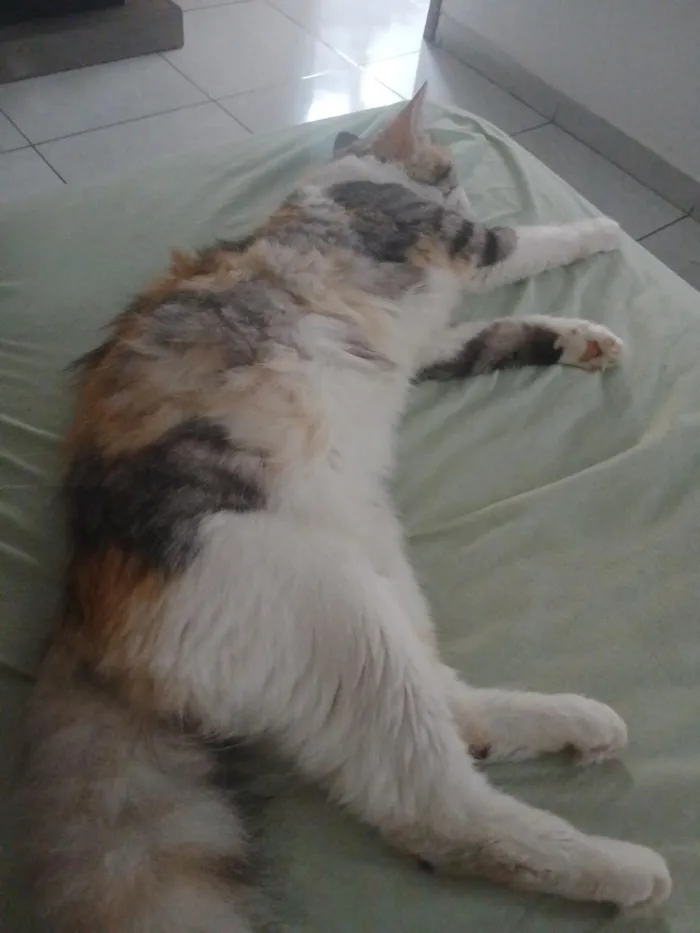 Gato raça SRD-ViraLata idade 2 a 6 meses nome Mel
