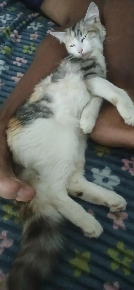 Gato raça SRD-ViraLata idade 2 a 6 meses nome Mel
