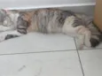 Mel