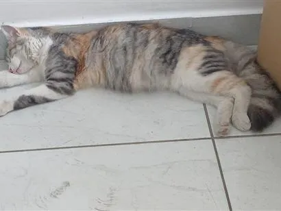 Gato raça SRD-ViraLata idade 2 a 6 meses nome Mel