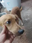 bobi e bobinho 