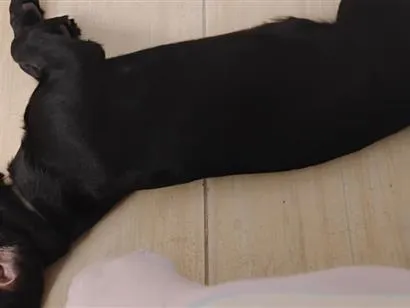 Cachorro raça Labrador idade 7 a 11 meses nome Snupe