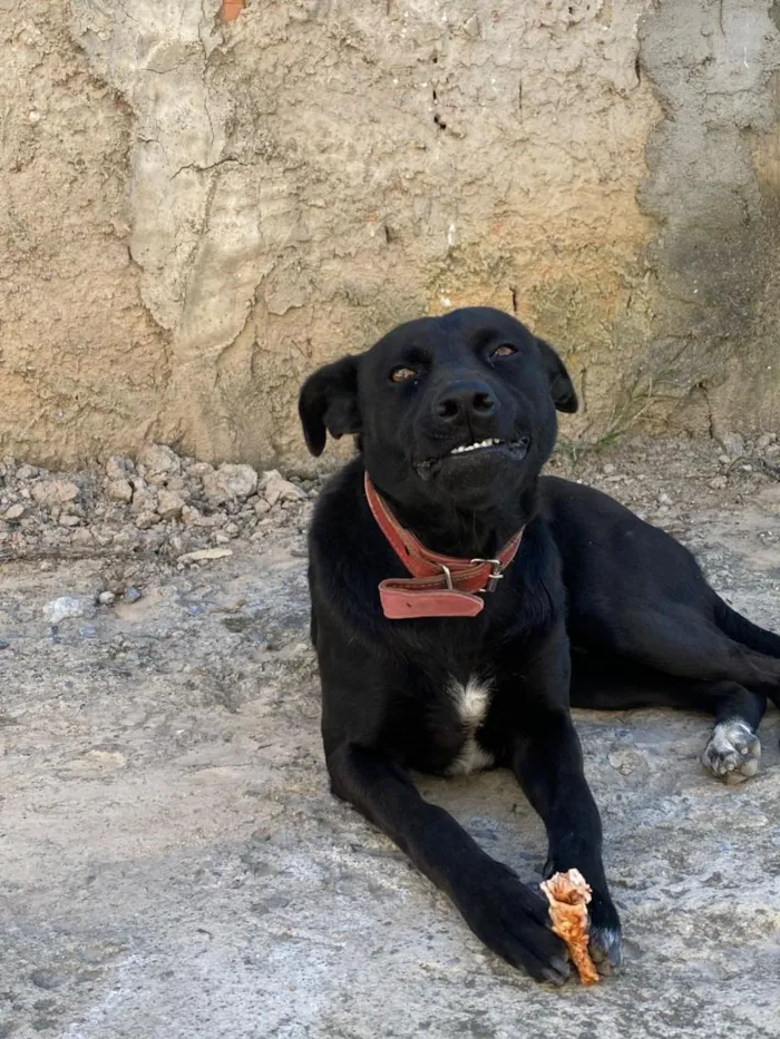 Cachorro raça SRD-ViraLata idade 3 anos nome Duque