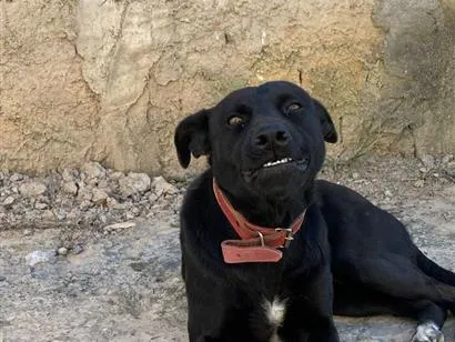 Cachorro raça SRD-ViraLata idade 3 anos nome Duque