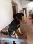 gordinha 