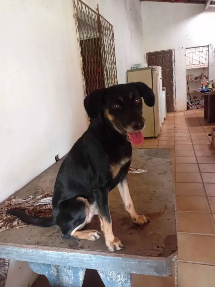 Cachorro raça SRD-ViraLata idade 1 ano nome gordinha 