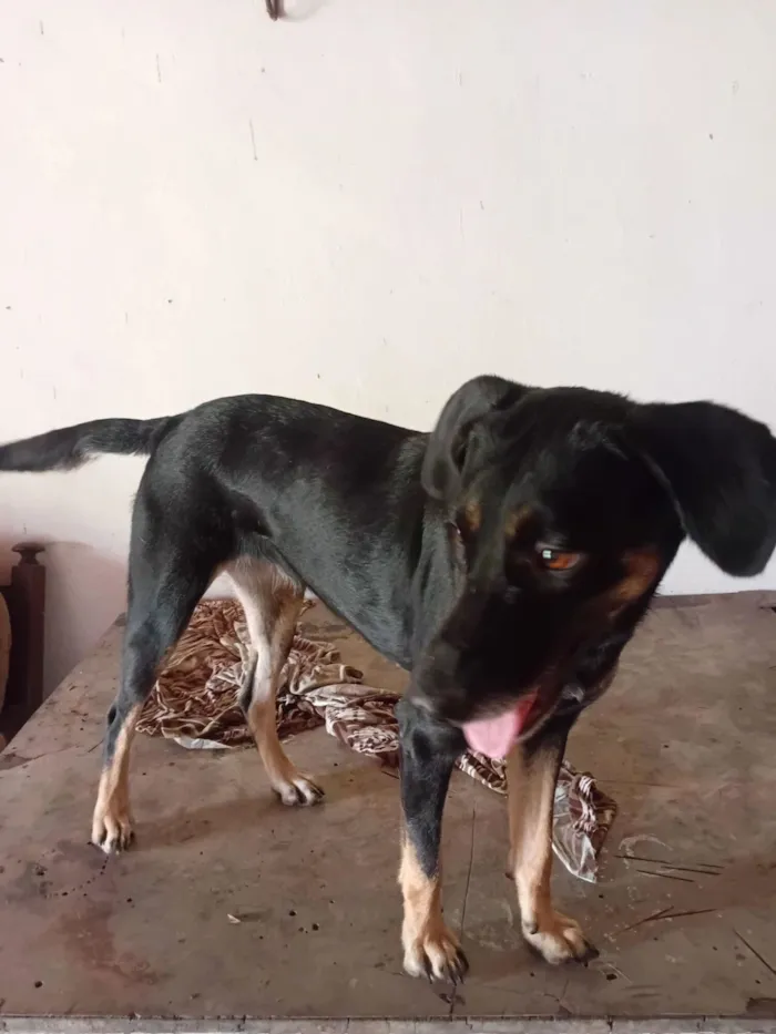 Cachorro raça SRD-ViraLata idade 1 ano nome gordinha 