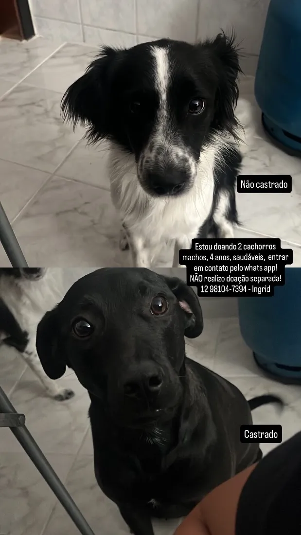Cachorro raça SRD-ViraLata idade 4 anos nome RJ e SP
