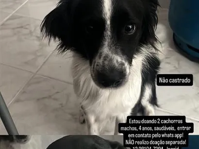 Cachorro raça SRD-ViraLata idade 4 anos nome RJ e SP
