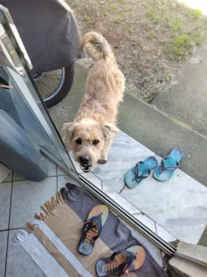 Cachorro raça SRD-ViraLata idade 3 anos nome Paçoca