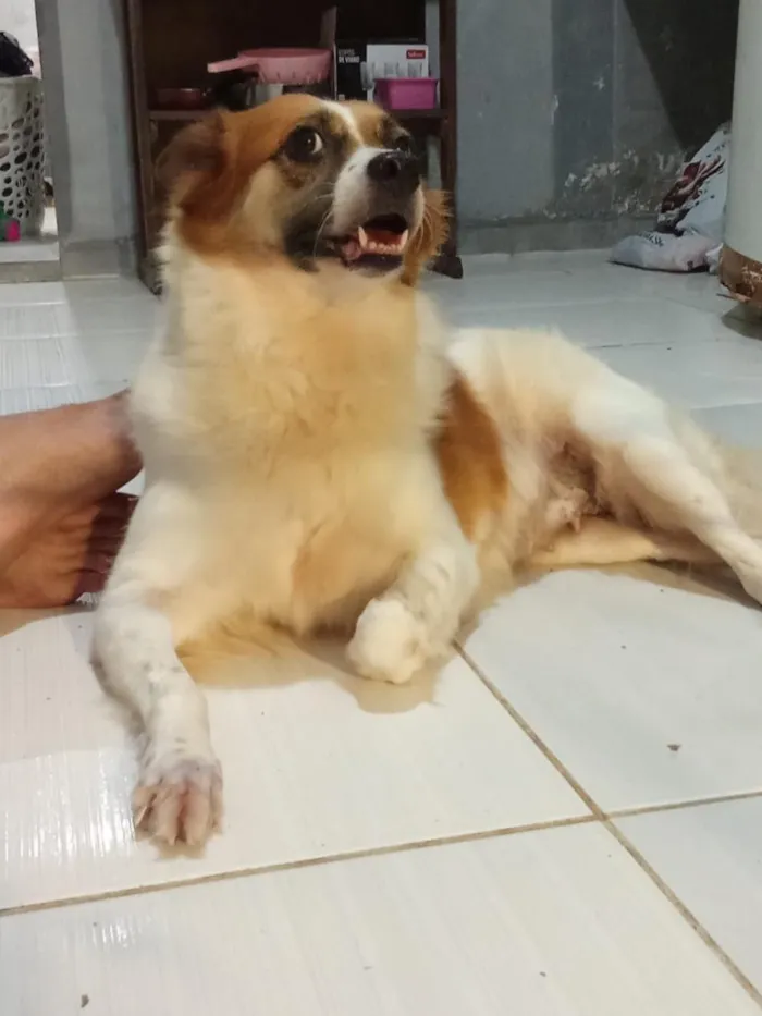 Cachorro raça SRD-ViraLata idade 2 anos nome Nina