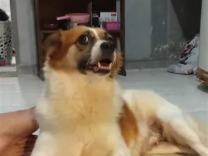 Cachorro raça SRD-ViraLata idade 2 anos nome Nina