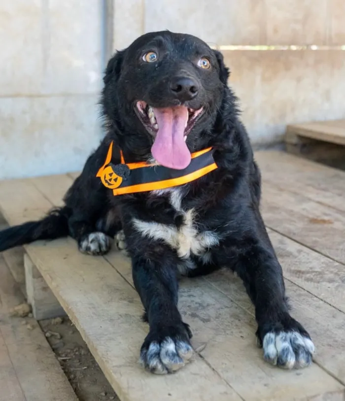 Cachorro raça SRD-ViraLata idade 2 anos nome Zeus