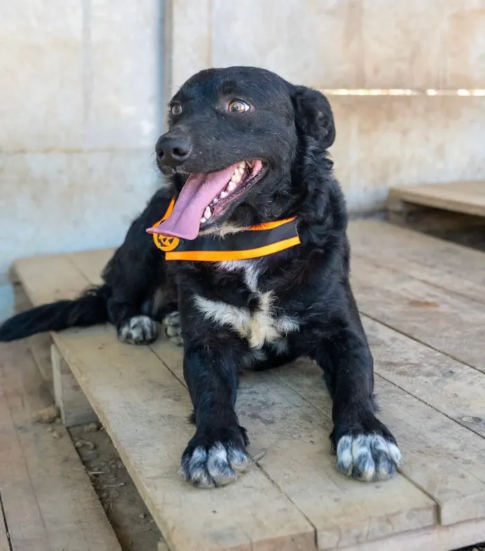 Cachorro raça SRD-ViraLata idade 2 anos nome Zeus