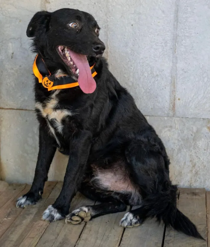 Cachorro raça SRD-ViraLata idade 2 anos nome Zeus