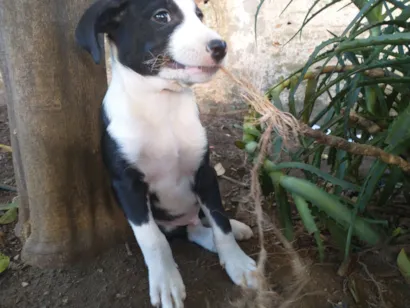 Cachorro raça SRD-ViraLata idade 2 a 6 meses nome Sem Nome