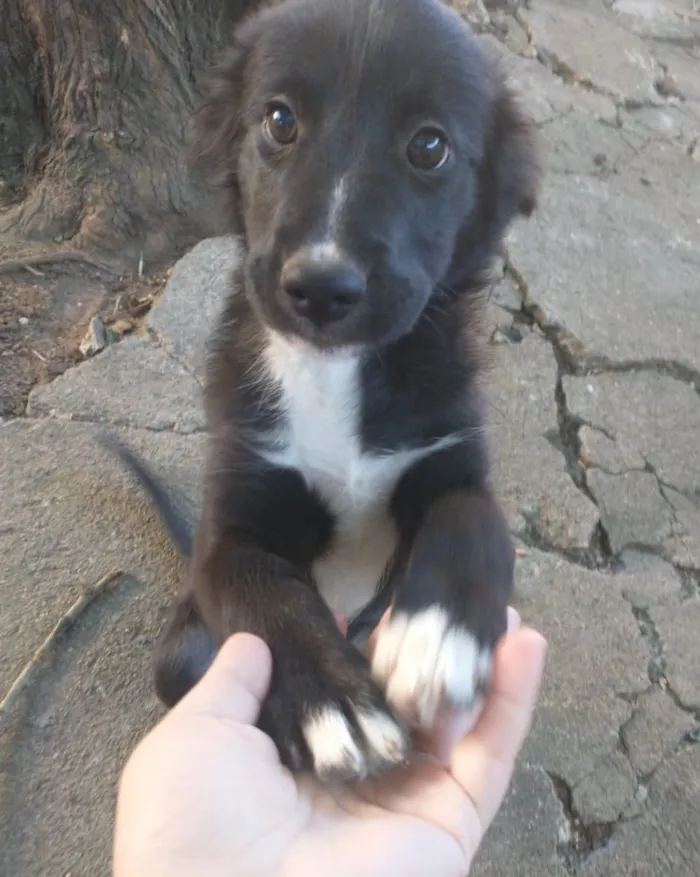 Cachorro raça SRD-ViraLata idade 2 a 6 meses nome Sem Nome