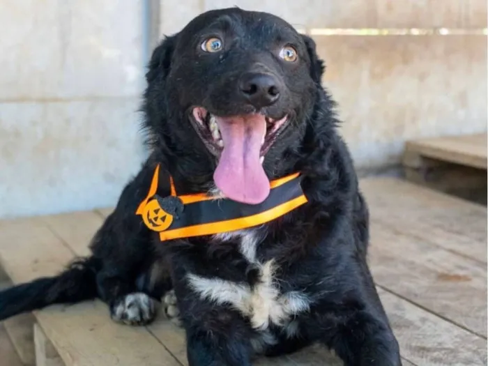 Cachorro raça SRD-ViraLata idade 2 anos nome Zeus