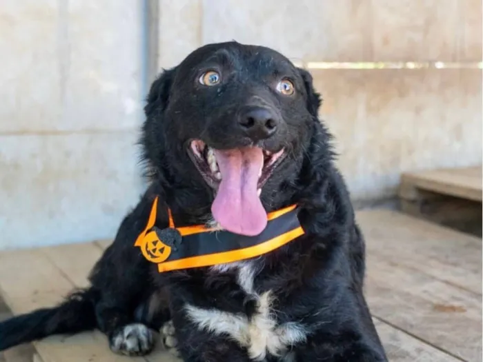 Cachorro raça SRD-ViraLata idade 2 anos nome Zeus