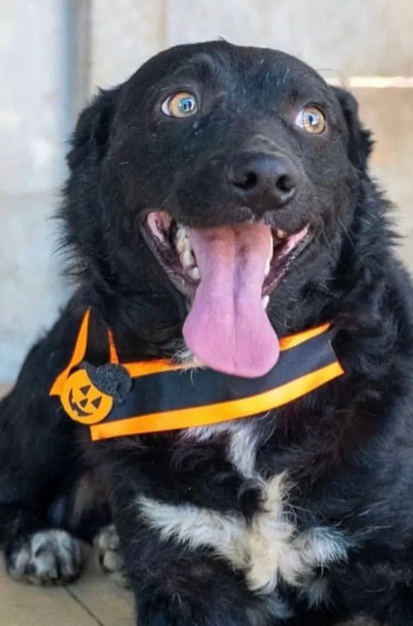 Cachorro raça SRD-ViraLata idade 2 anos nome Zeus