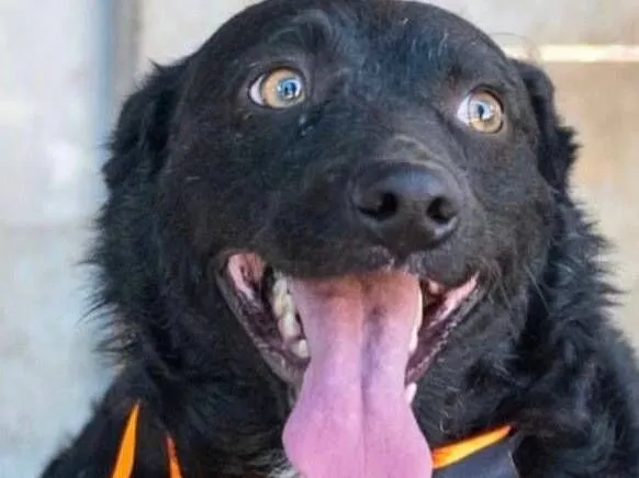 Cachorro raça SRD-ViraLata idade 2 anos nome Zeus