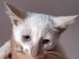 Pan