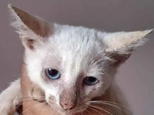 Gato raça SRD-ViraLata idade Abaixo de 2 meses nome Pan