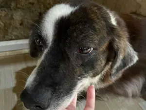 Cachorro raça SRD-ViraLata idade 5 anos nome Princesa 