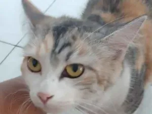 Gato raça SRD-ViraLata idade 2 a 6 meses nome Mel