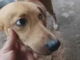 bobi e bobinho 