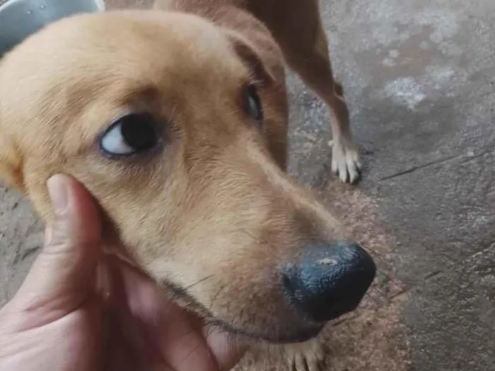 Cachorro raça SRD-ViraLata idade 2 a 6 meses nome bobi e bobinho 