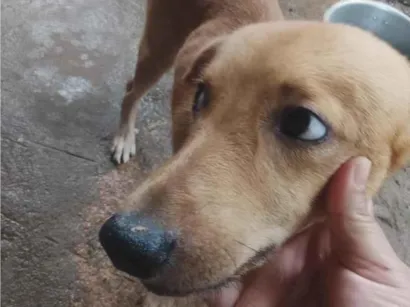 Cachorro raça SRD-ViraLata idade 2 a 6 meses nome bobi e bobinho 