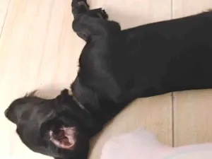 Cachorro raça Labrador idade 7 a 11 meses nome Snupe