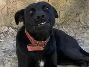 Cachorro raça SRD-ViraLata idade 3 anos nome Duque