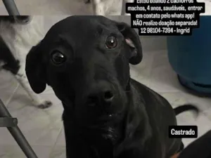 Cachorro raça SRD-ViraLata idade 4 anos nome RJ e SP