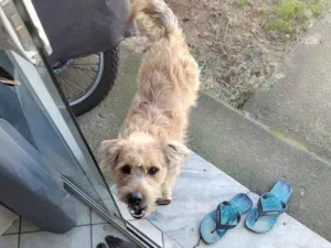 Cachorro raça SRD-ViraLata idade 3 anos nome Paçoca
