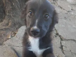 Cachorro raça SRD-ViraLata idade 2 a 6 meses nome Sem Nome