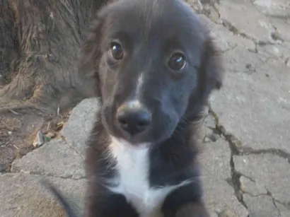 Cachorro raça SRD-ViraLata idade 2 a 6 meses nome Sem Nome